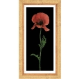 Постер "Красный цветок", 23 см х 50 см 50 см Артикул: WG 0711 инфо 9945v.